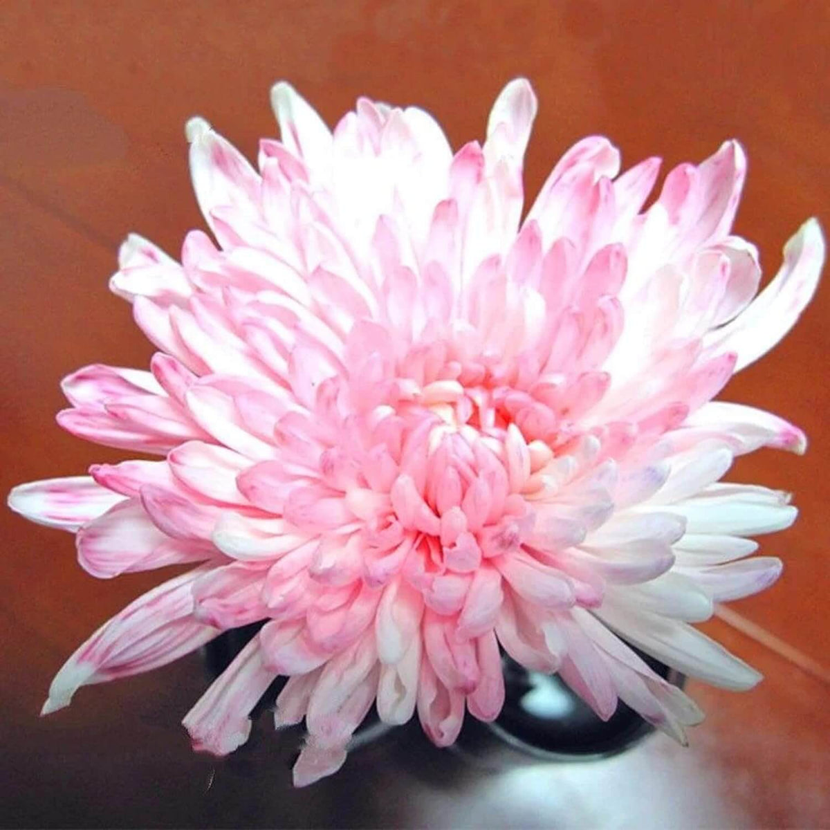 Pink White chrysanthemum plant