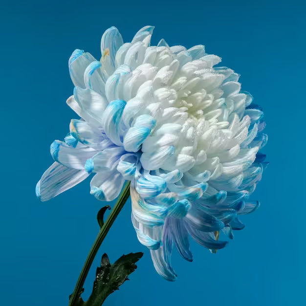 Blue White chrysanthemum plant