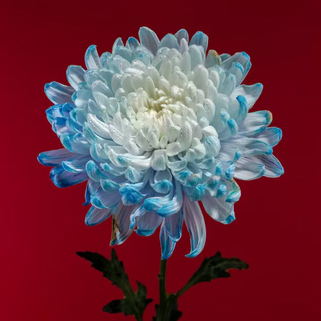 Blue White chrysanthemum plant
