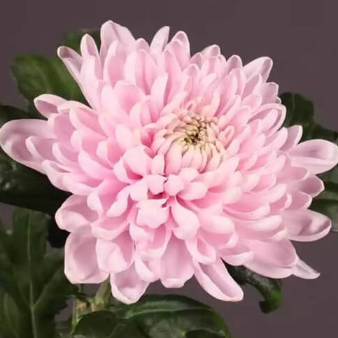 Pink White chrysanthemum plant