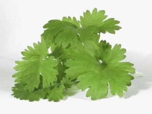 Cilantro Herb Seeds for Planting – Heirloom Non-GMO Garden Seeds