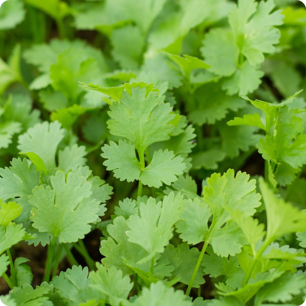 Cilantro Calypso Herb Seeds for Planting – Heirloom Non-GMO Garden Seeds