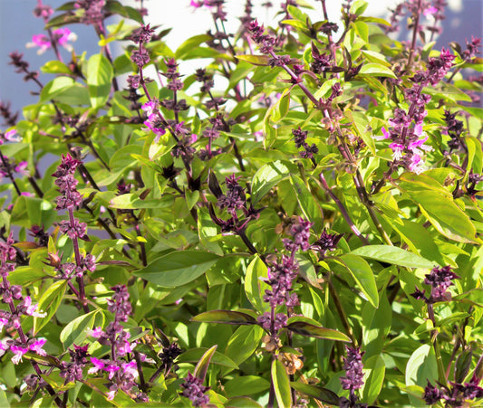 Cinnamon Basil Herb Seeds for Planting – Heirloom Non-GMO Garden Seeds