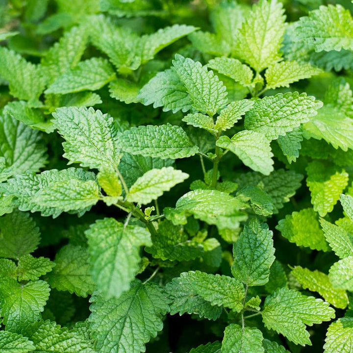 Citronella Lemon Balm Herb Seeds for Planting – Heirloom Non-GMO Garden Seeds