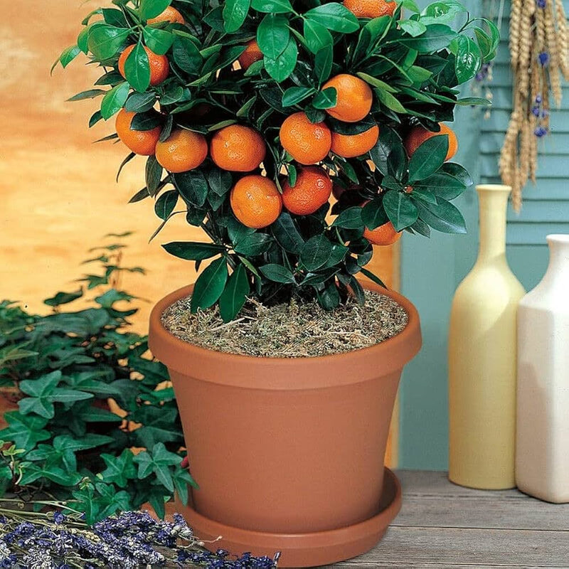 Dwarf Valencia Orange Citrus sinensis Fruit Tree Seeds for Planting – Heirloom Non-GMO Garden Seeds