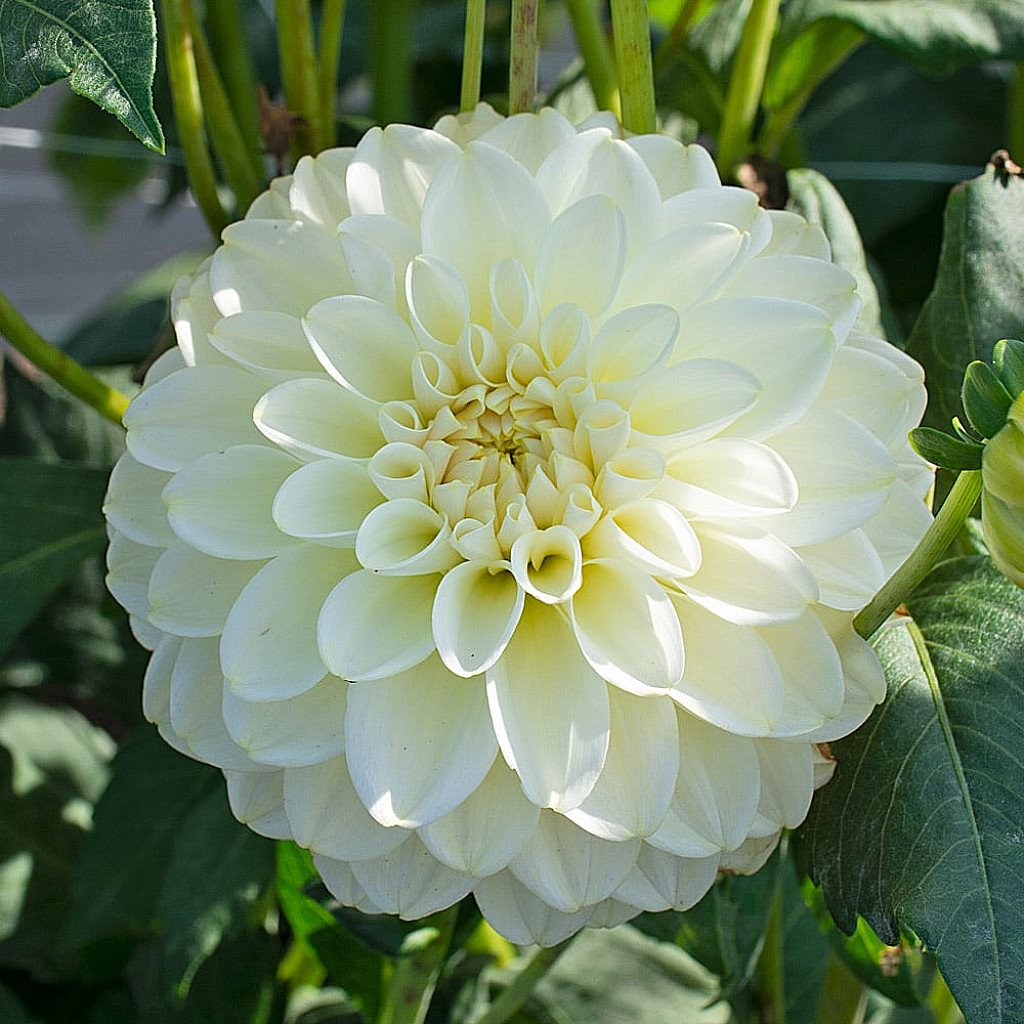 White Dahlia flower seeds