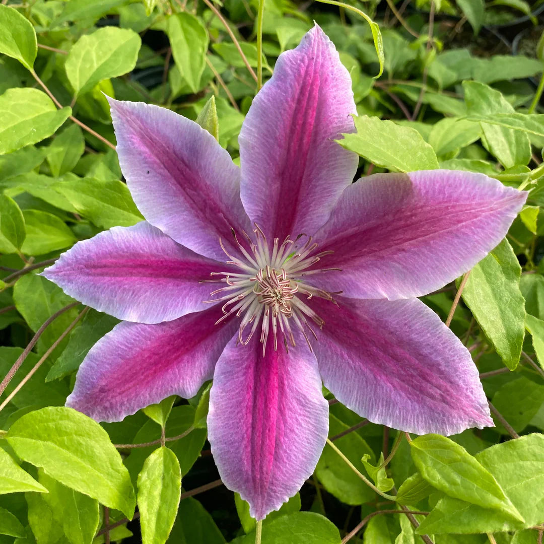 Clematis flower seeds