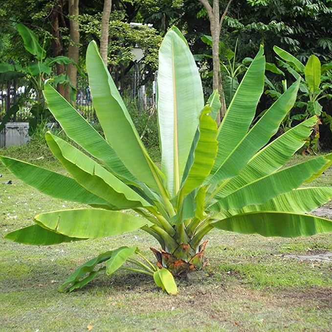 Ensete Superbum Cliff Banana Fruit Seeds for Planting – Heirloom Non-GMO Garden Seeds