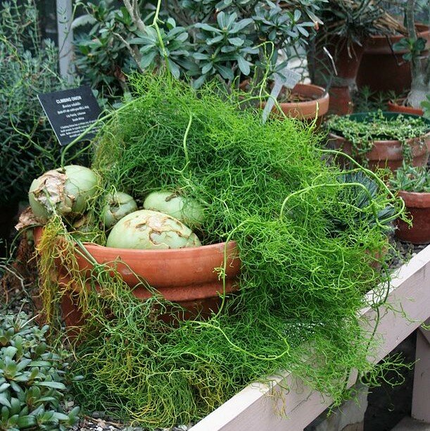 Climbing Onion Vegetable with aerial bulbils growing on tall green onion stalks