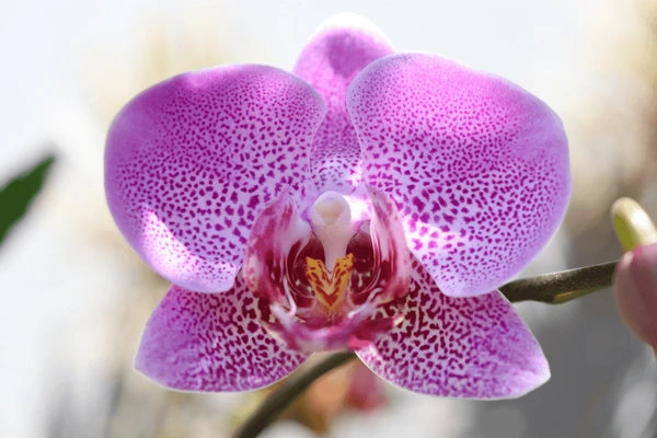 Pink Doritaenopsis flower seeds