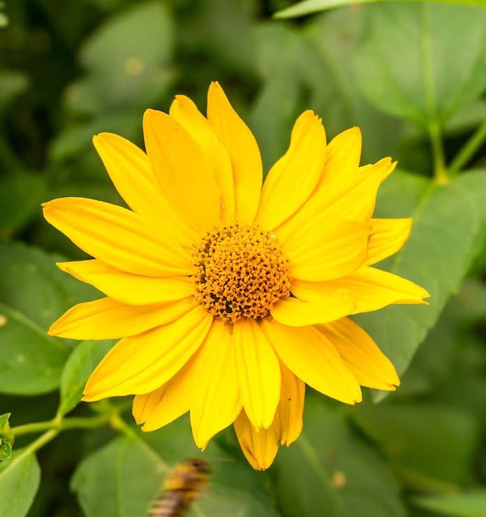 Yellow Green flower seeds