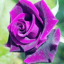 Ruby Rose flower seeds