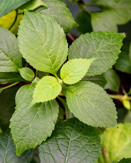 Clove Basil Herb Seeds for Planting – Heirloom Non-GMO Garden Seeds