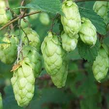 Green Hops Cones Growing on Common Hops Vine