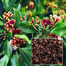 Clove Herb Plant with Aromatic Green Foliage