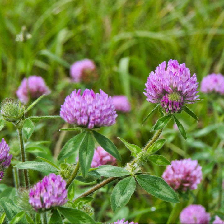 Clover Ground Cover Growing in Garden