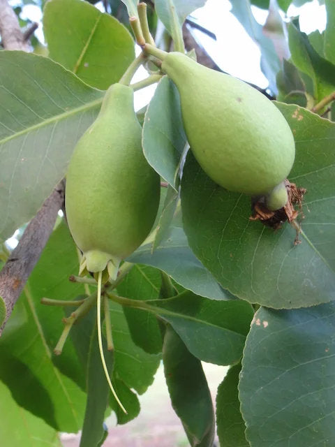 Cocky Apple (Planchonia careya) fruit seeds for planting, featuring the distinctive seeds of an Australian native tropical tree.