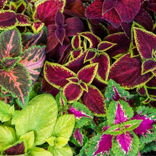 Fresh Coleus flower seeds