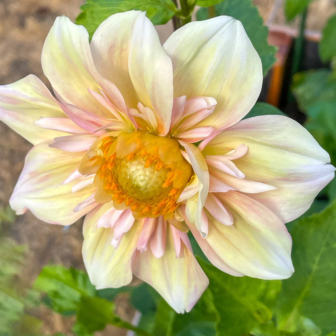 Collarette Dahlia flower seeds