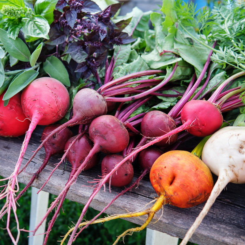 Mixed Beetroot Seeds for Planting – Heirloom Non-GMO Garden Seeds