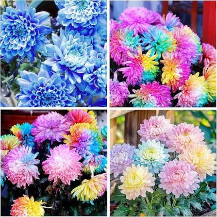 Chrysanthemums Growing in Cottage Garden Border
