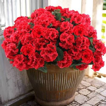 Colorful Geranium Flowers Blooming in Garden