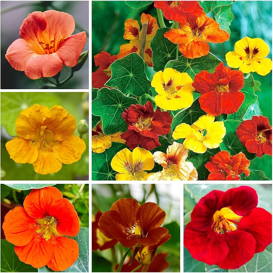 Jewel Mix Nasturtium flowers in vibrant yellow, orange, and red shades with green foliage