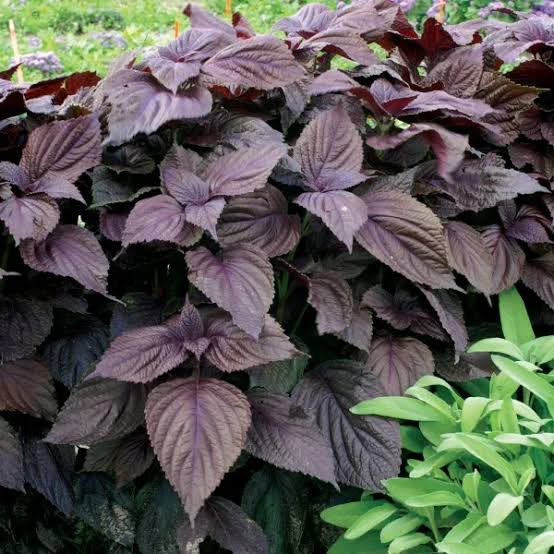 Colorful Perilla Herb Plants in Garden Bed