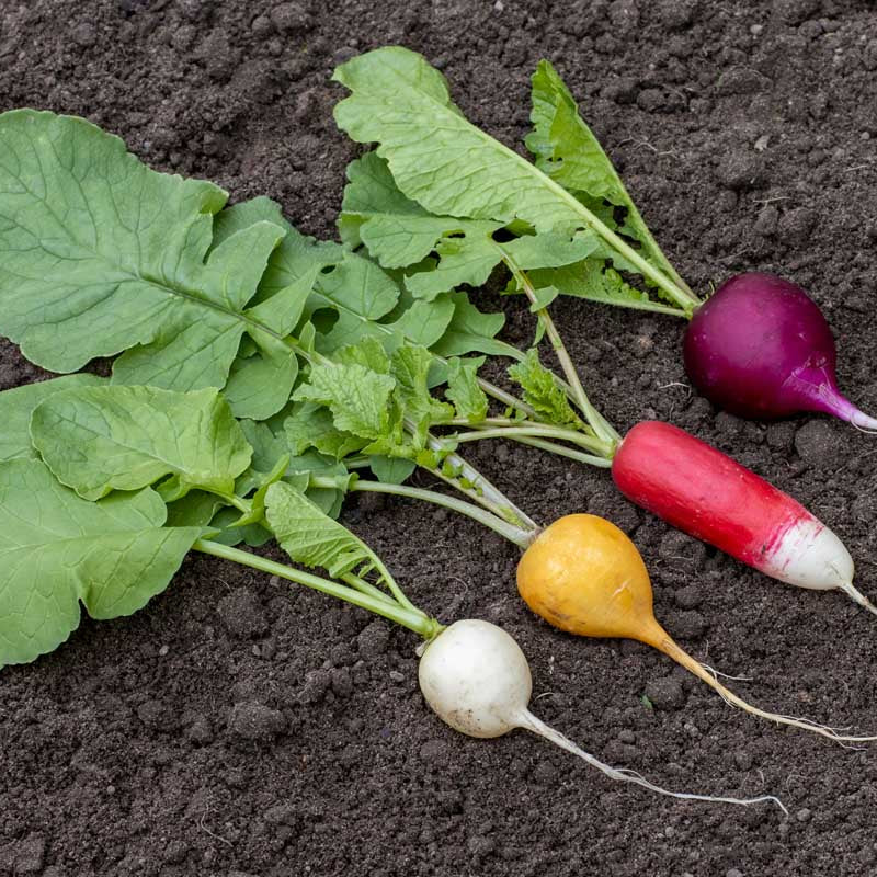 Rainbow Radish Seeds for planting with colorful red, pink, purple, white, and yellow radishes
