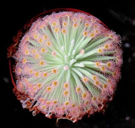 Colorful Sundew Leaves with Sticky Tentacles