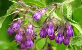 Comfrey Herb Seeds for Planting – Heirloom Non-GMO Garden Seeds