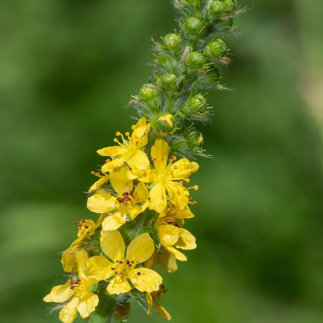 Common Agrimony (Agrimonia eupatoria) with slender spikes of small yellow flowers, green serrated leaves, and upright stems growing in a natural garden setting.