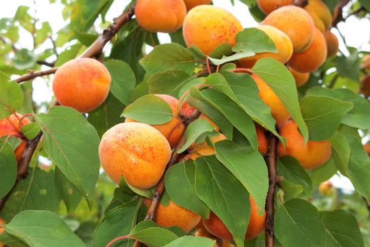 Common Apricot Prunus armeniaca Fruit Seeds for Planting – Heirloom Non-GMO Garden Seeds