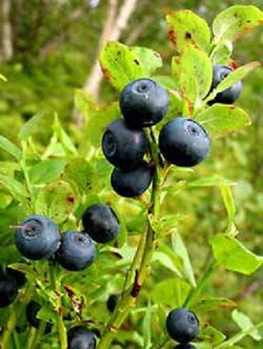 Common Bilberry Fruit Seeds for Planting – Heirloom Non-GMO Garden Seeds