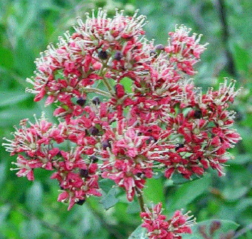 Common Henna Plant Seeds for Planting – Heirloom Non-GMO Garden Seeds