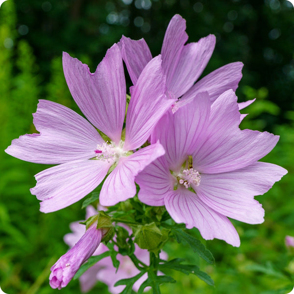 Common Mallow Flower Seeds for Planting – Heirloom Non-GMO Garden Seeds
