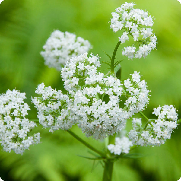 Common Valerian Herb Seeds for Planting – Heirloom Non-GMO Garden Seeds