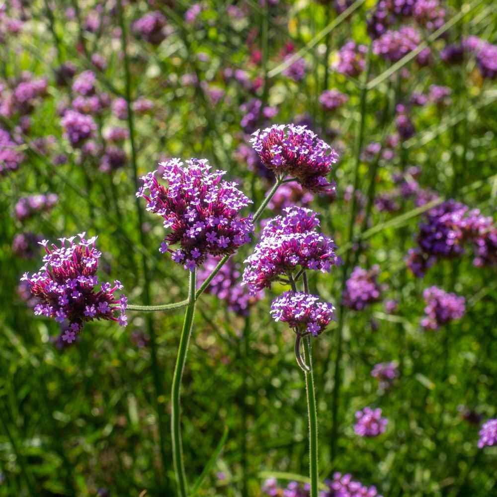 Common Vervain Herb Seeds for Planting – Heirloom Non-GMO Garden Seeds