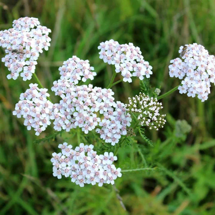 Yarrow flower seeds