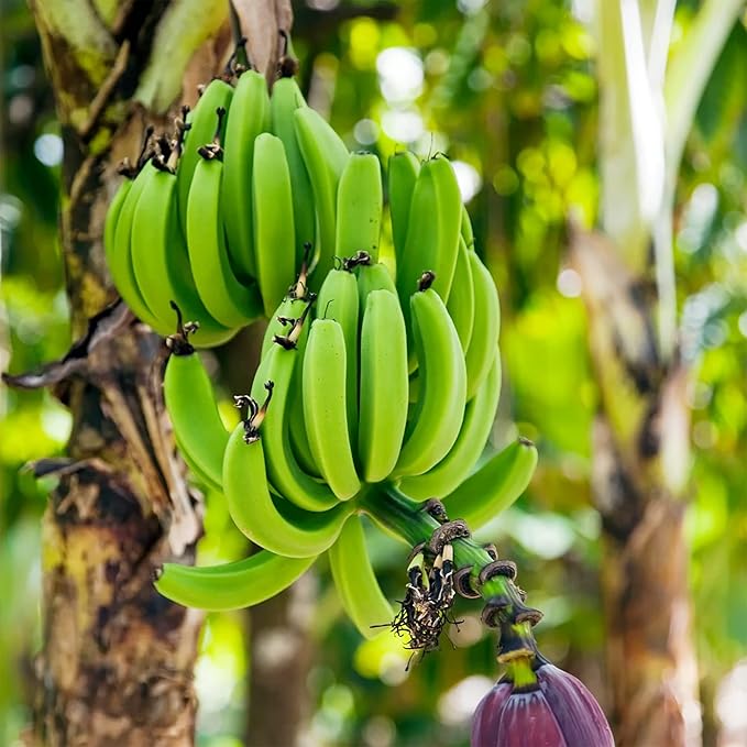 Dwarf Banana Musa Fruit Seeds for Planting – Heirloom Banana Seeds