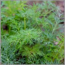 Fernleaf Dill with Yellow Flower Clusters