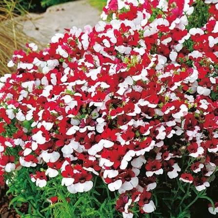 Red White Nemesia Strumosa Growing in Container