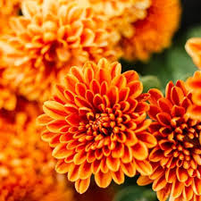 Orange Yellow Chrysanthemum Growing in Garden Container