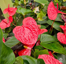 Red Anthurium with Glossy Green Tropical Foliage
