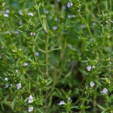 Satureia Hortensis Growing in Kitchen Herb Garden
