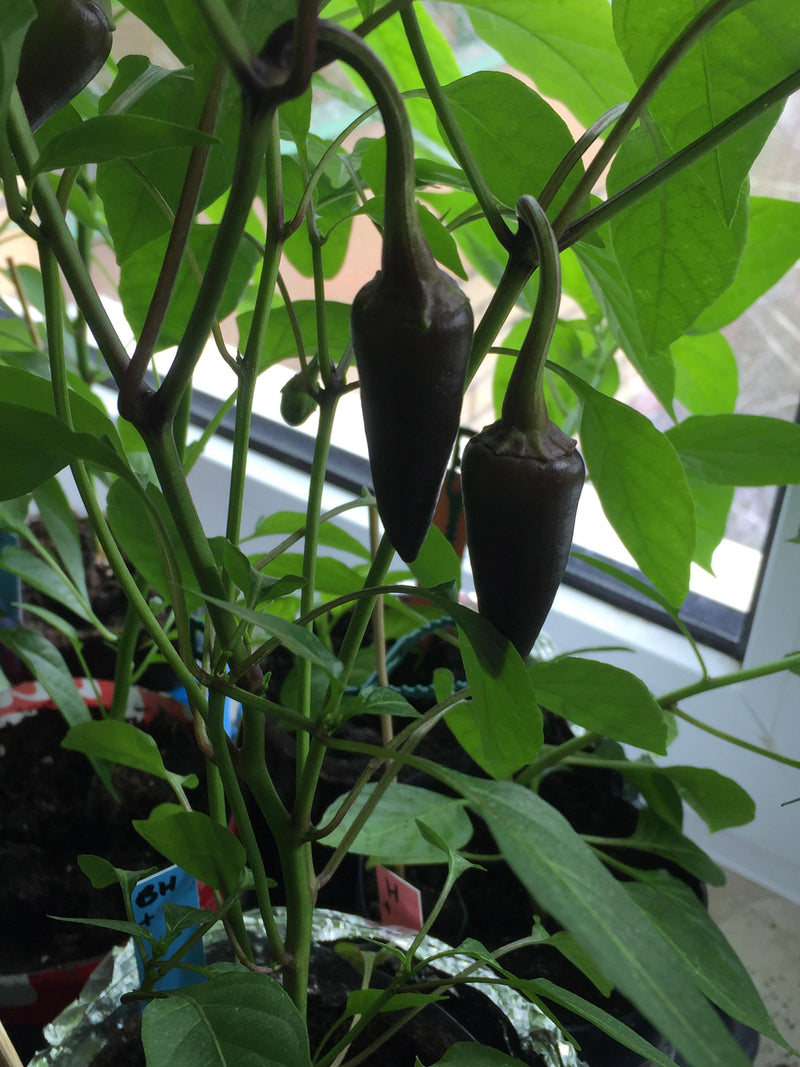 Black Hungarian Pepper Seeds for Planting – Heirloom Non-GMO Garden Seeds