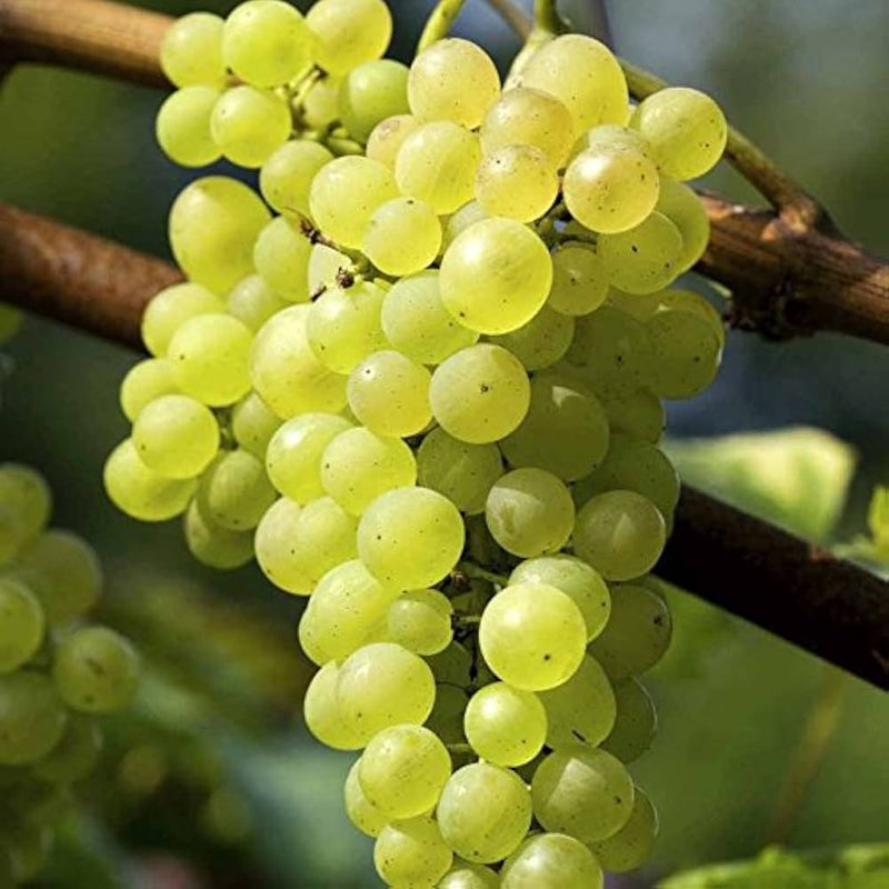 Vitis vinifera Grapevine Fruit Seeds for Planting – Heirloom Non-GMO Garden Seeds
