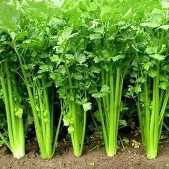 Leisure Cilantro Herb Seeds for Planting – Heirloom Non-GMO Garden Seeds