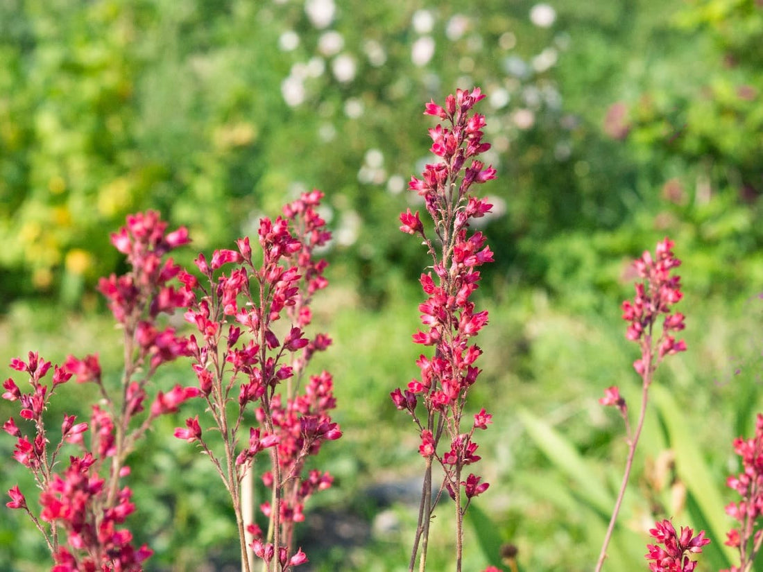 Coral Bells flower seeds