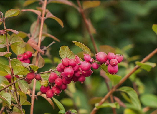 Coralberry Flower Seeds for Planting – Heirloom Non-GMO Garden Seeds